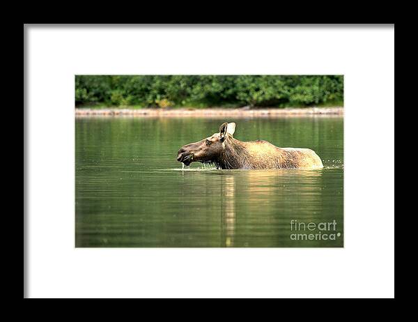  Framed Print featuring the photograph Many Glacier Moose 8 by Adam Jewell