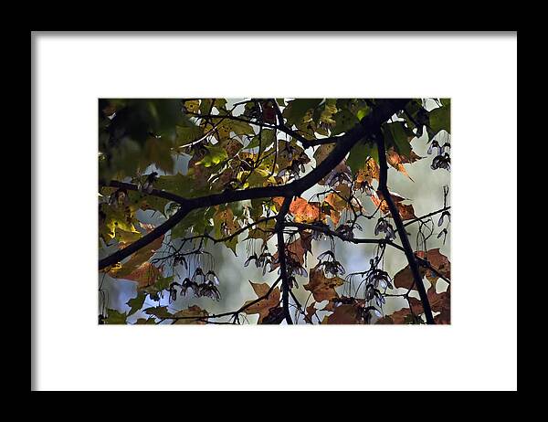 Trees Framed Print featuring the photograph Maple Color by Ross Powell