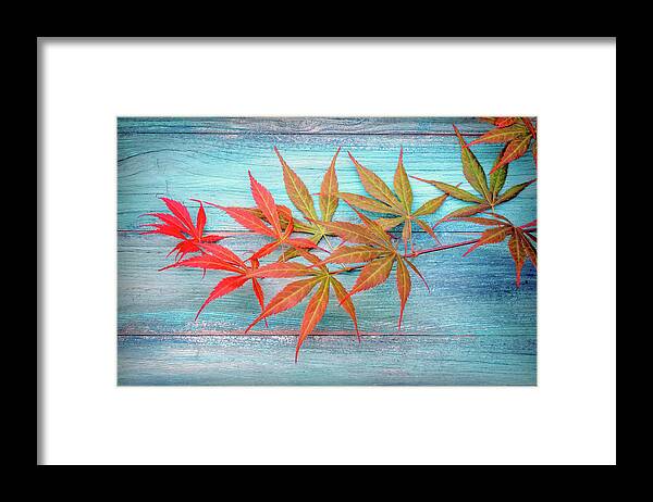 Leaves Framed Print featuring the photograph Maple Colors by Philippe Sainte-Laudy