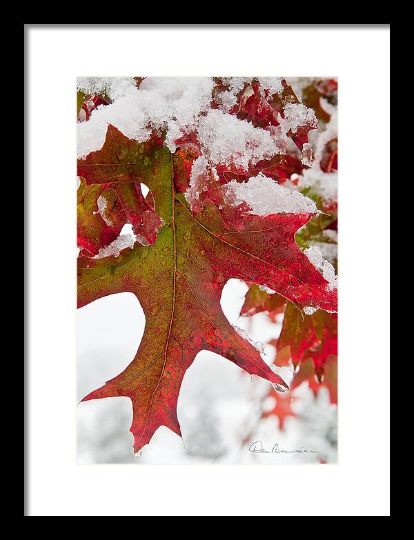 Christmas Framed Print featuring the photograph Maple Leaf and Snow 7467 by Dan Beauvais