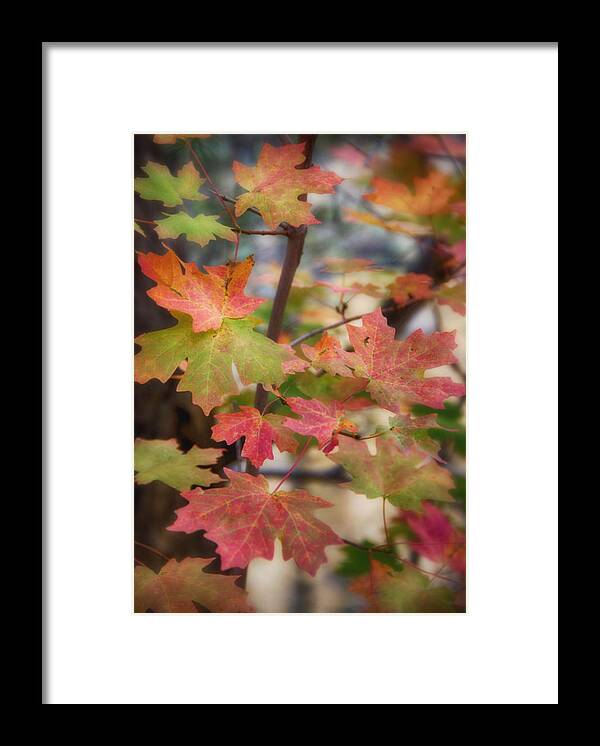 Red Maple Tree Framed Print featuring the photograph Maple Leaves by Saija Lehtonen
