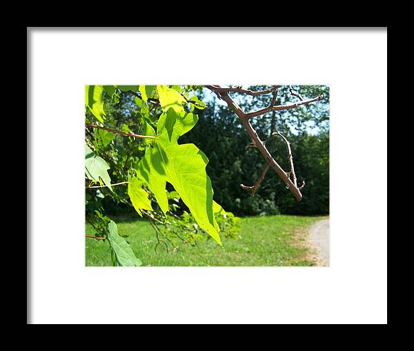 Tree Framed Print featuring the photograph Maple Rose by Ken Day