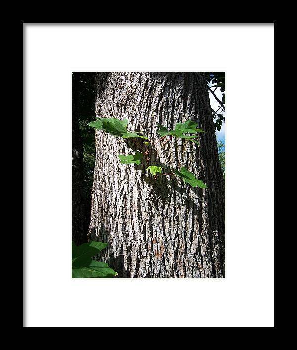 Tree Framed Print featuring the photograph Maple Trunk by Ken Day