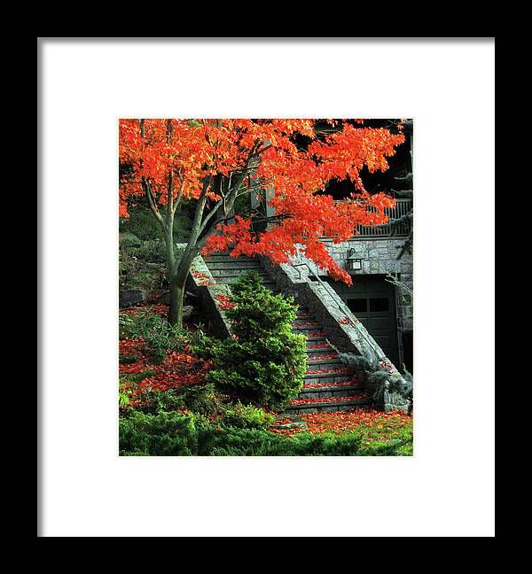 Autumn Framed Print featuring the photograph Maple Umbrella by Jessica Jenney