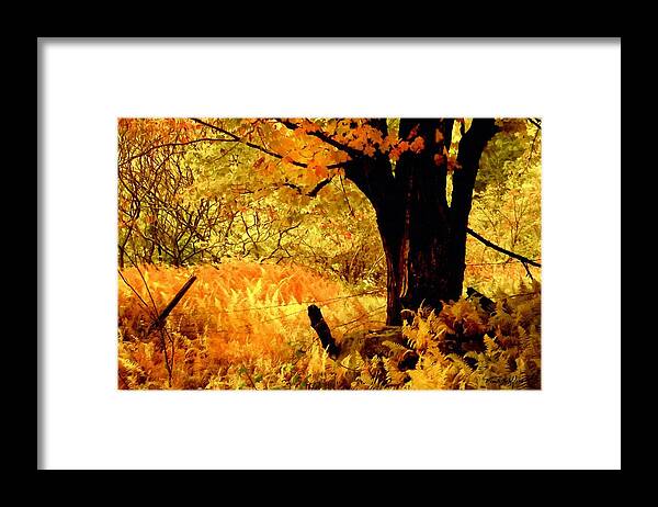 Maples Ferns And Barbed Wire Framed Print featuring the photograph Maples Ferns and Barbed Wire by Frank Wilson