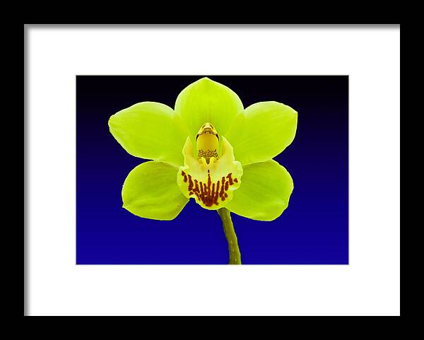 Flower Framed Print featuring the photograph Mapplethorpe Flower by Matthew Bamberg
