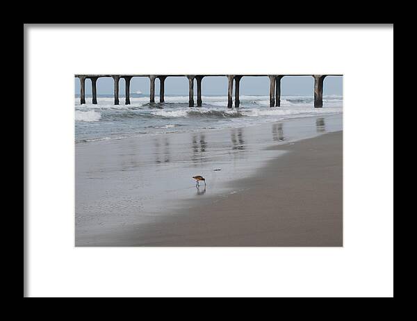 Marbled Gotwit Framed Print featuring the photograph Marbled Gotwit by Mike-Hope by Michael Hope