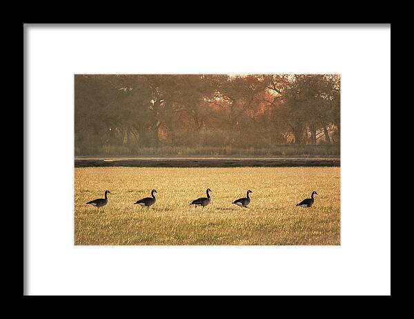 Scenics Framed Print featuring the photograph March of the Geese by Mary Lee Dereske