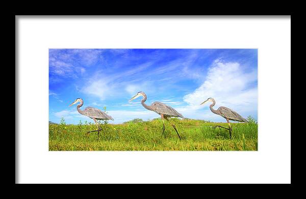 Great Blue Heron Framed Print featuring the photograph March of the Great Blue Herons by Mark Andrew Thomas