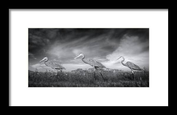 Great Blue Heron Framed Print featuring the photograph March of the Great Blue Herons Vol 2 by Mark Andrew Thomas