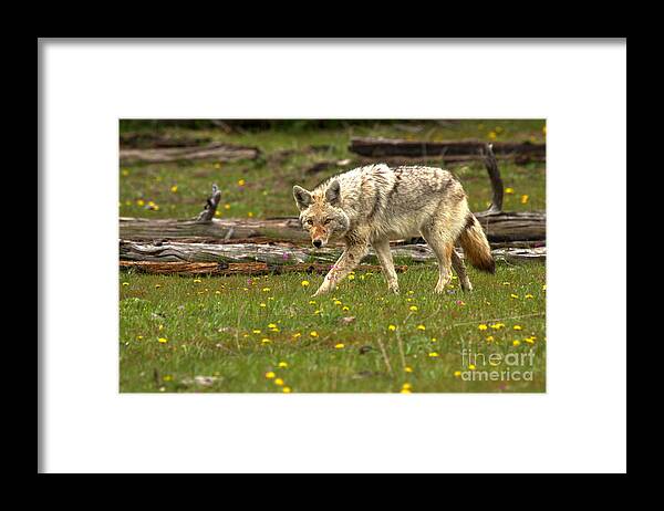 Coyote Framed Print featuring the photograph Marching Among The Dandelions by Adam Jewell