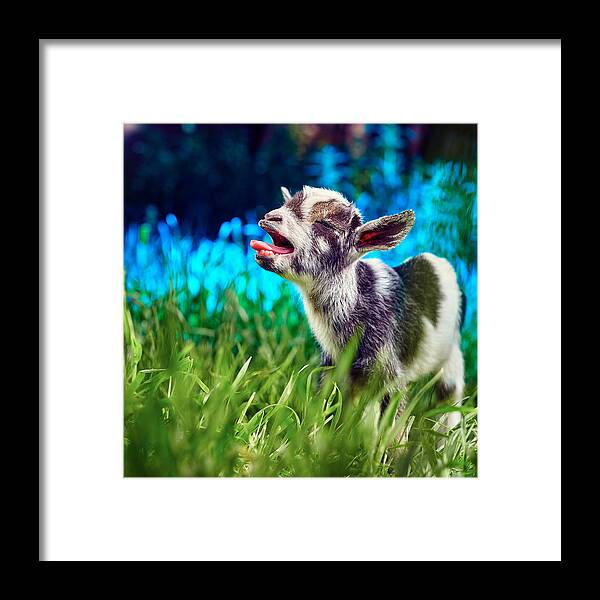 Goat Framed Print featuring the photograph Baby Goat Kid Singing by TC Morgan
