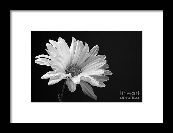 Marguerite Framed Print featuring the photograph Marguerite Daisy by Kelly Holm