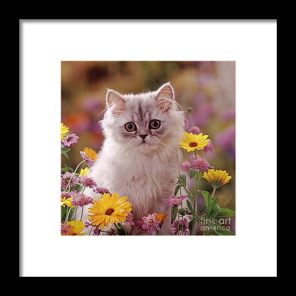 Fluffy Framed Print featuring the photograph Marigold Chinchilla by Warren Photographic