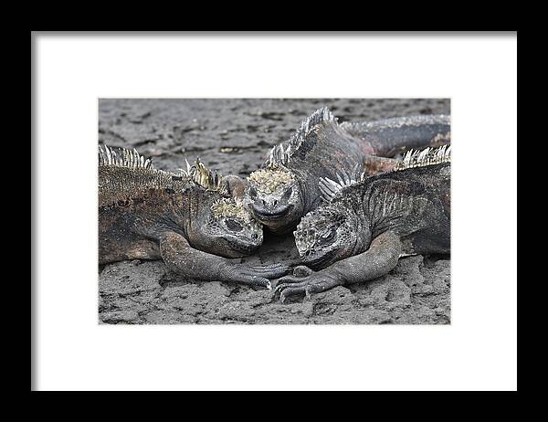 Iguana Framed Print featuring the photograph Marine Iguana Rendevous by Ben Foster