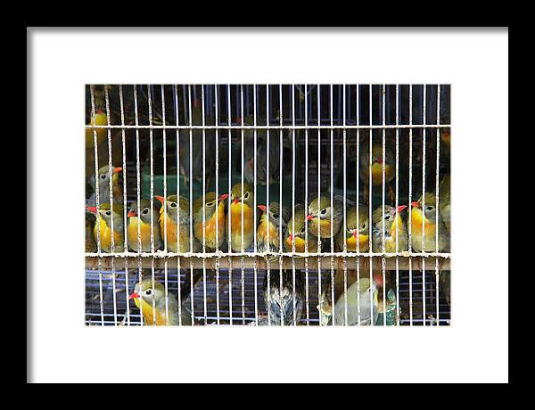 China Framed Print featuring the photograph Market Finches by Marla Craven