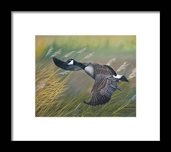 Birds Framed Print featuring the painting Marsh Goose by Wade Clark