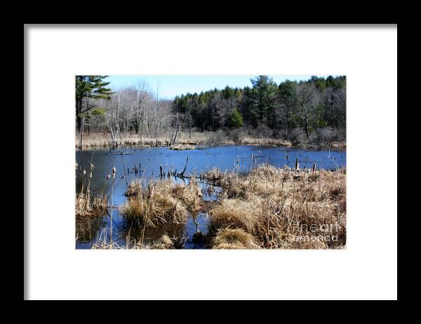 Marsh Framed Print featuring the photograph Marsh In Spring by Smilin Eyes Treasures