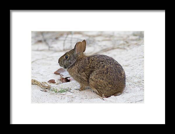 Rabbit Framed Print featuring the photograph Marsh Rabbit on Dune by Paul Rebmann