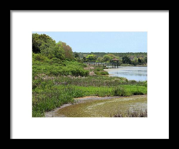 Swamp Framed Print featuring the photograph Marshlands by Cathy Harper