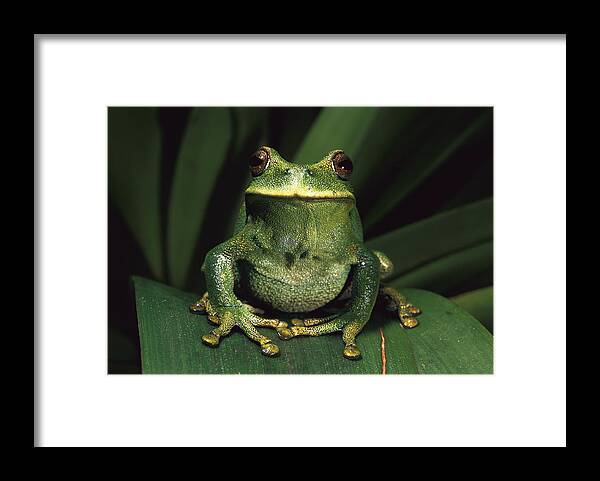 Mp Framed Print featuring the photograph Marsupial Frog Gastrotheca Orophylax by Pete Oxford