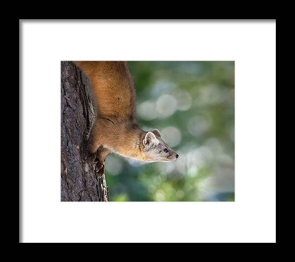 Algonquin Park Framed Print featuring the photograph Marten on Tamarack by Tracy Munson