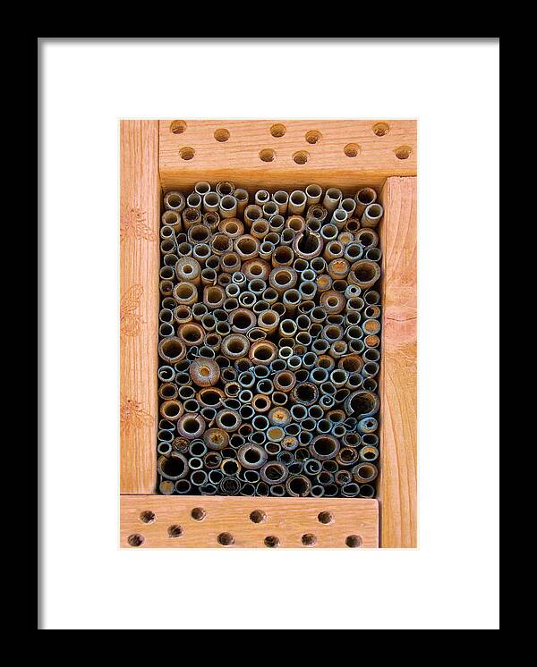 Bee Framed Print featuring the photograph Mason Bee House by Mitch Spence