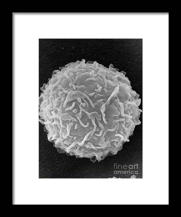 Biology Framed Print featuring the photograph Mast Cell SEM by Don Fawcett and E Shelton and Photo Researchers