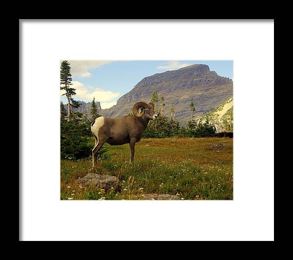 Big Horn Sheep Framed Print featuring the photograph Master of his Domain by Marty Koch