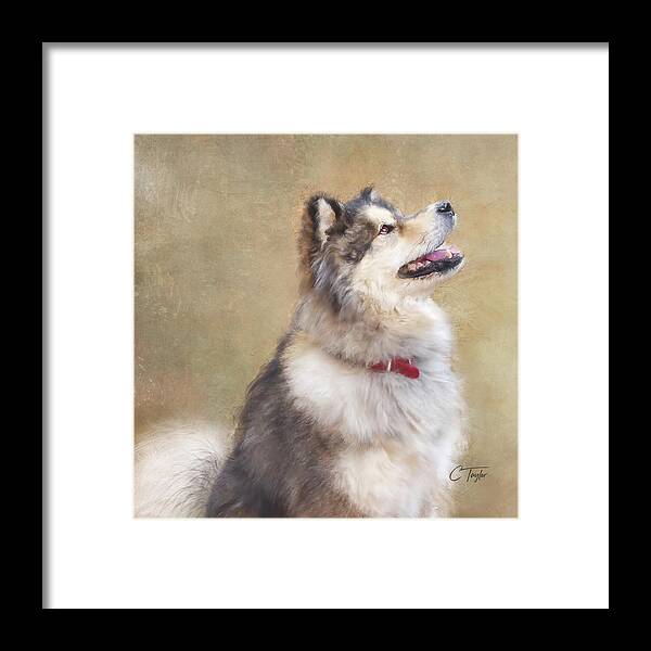 Dogs Framed Print featuring the painting Master of the Domain II by Colleen Taylor