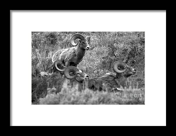 Bighorn Framed Print featuring the photograph Master Of The Flock Black And White by Adam Jewell