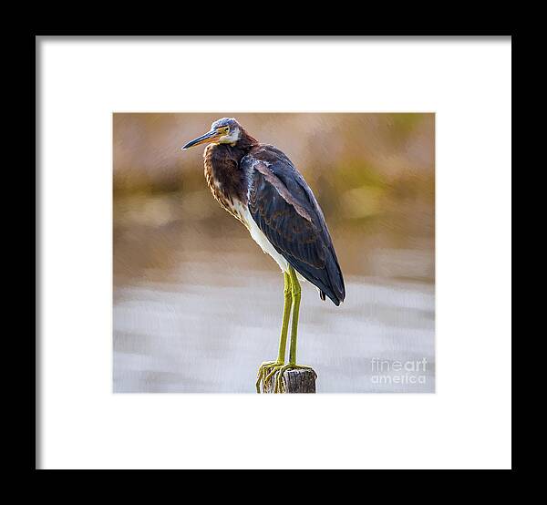 Nature Framed Print featuring the painting Master Of The Post 2 - Egretta Tricolor by DB Hayes