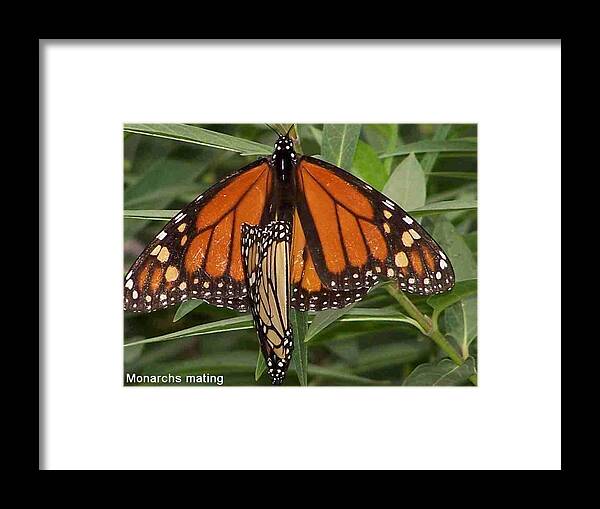Nature Framed Print featuring the photograph Mating Monarchs by Sandy Collier