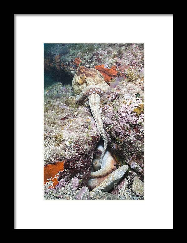 Common Octopus Framed Print featuring the photograph Mating Octopus Pair by Reinhard Dirscherl