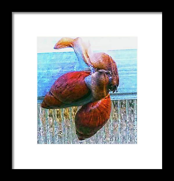 Mating Snails Framed Print featuring the photograph Mating Snails by Gina O'Brien