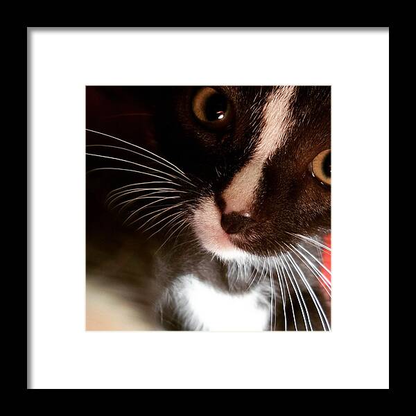 Cute Framed Print featuring the photograph Matt Selfie #cat#selfie #cute #bigeyes by Wendy Van Dijk