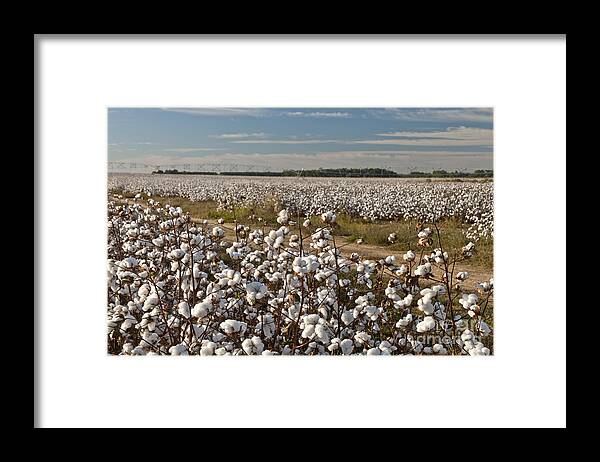 555 Delta Pine Framed Print featuring the photograph Mature Gm Cotton by Inga Spence