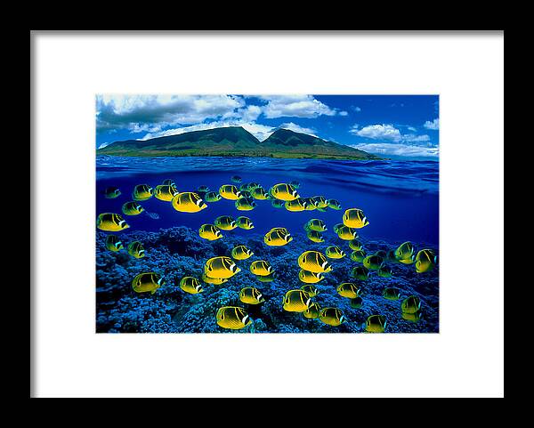 B1929 Framed Print featuring the photograph Maui Butterflyfish by Dave Fleetham - Printscapes