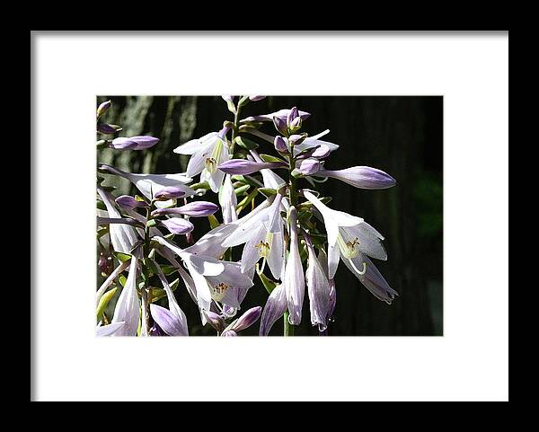 Flower Framed Print featuring the digital art Mauve and White Three by Lyle Crump