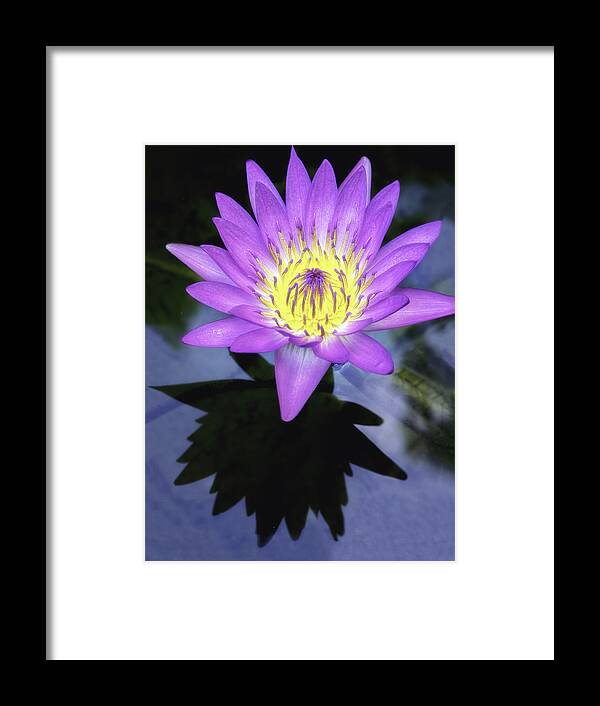 Aquatic Framed Print featuring the photograph Beautiful reflection of waterlily in a pond. by Usha Peddamatham
