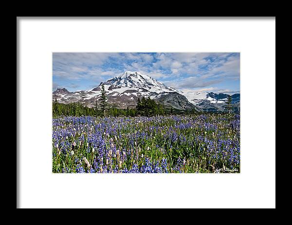Alpine Framed Print featuring the photograph Meadow of Lupine Near Mount Rainier by Jeff Goulden