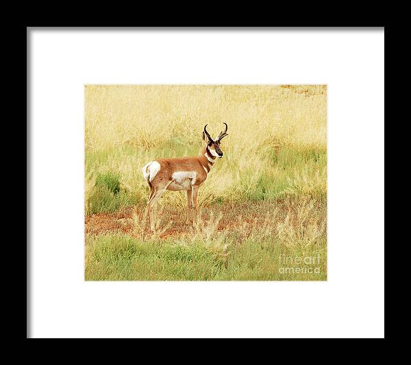 Antelope Framed Print featuring the photograph Meadow Pronghorn by Dennis Hammer