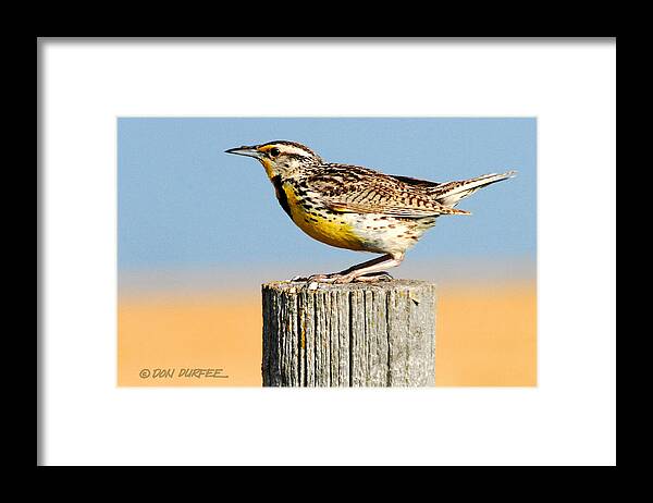 Meadowlark Framed Print featuring the photograph Meadowlark 2 by Don Durfee