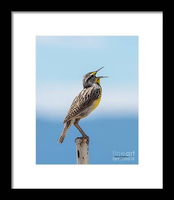 Natanson Framed Print featuring the photograph Meadowlark Singing by Steven Natanson