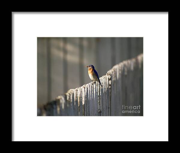 Bluebird Framed Print featuring the photograph Mealtime by Rachel Morrison