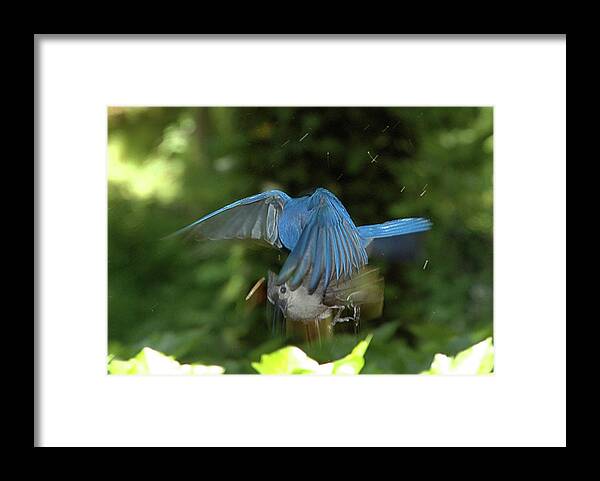 Bluebird Framed Print featuring the photograph Mealworm Wars by Marie Hicks