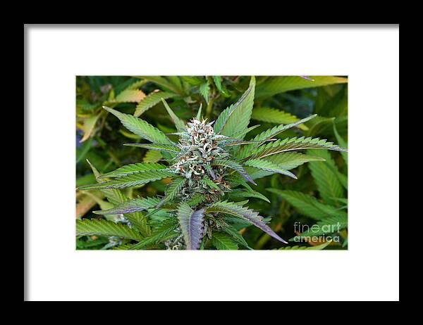 Cannabis Indica Framed Print featuring the photograph Medicinal Marijuana Growing by Inga Spence