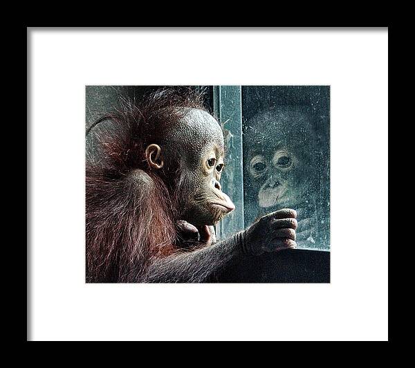 Orangutan Framed Print featuring the photograph Melancholy Baby by Wade Aiken