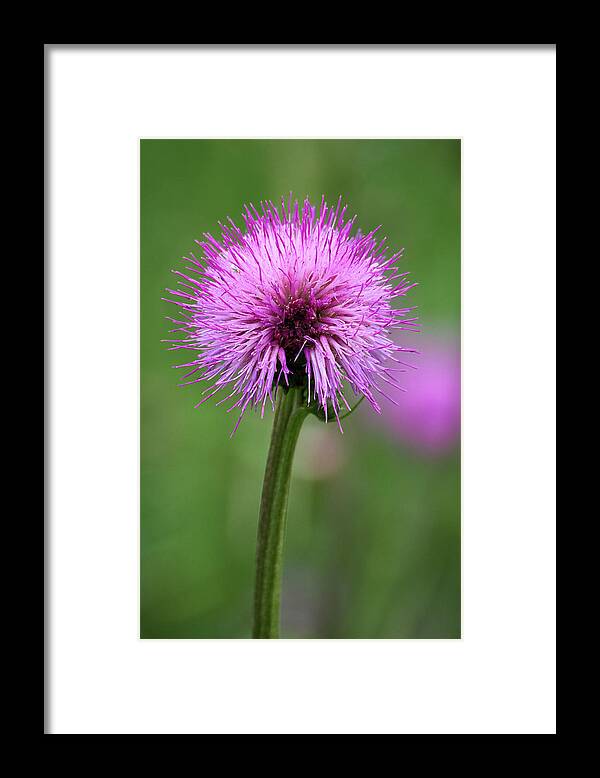 Cirsium Helenioides Framed Print featuring the photograph Melancholy thistle 4 by Jouko Lehto