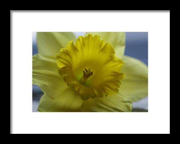 Floral Framed Print featuring the photograph Mellow Yellow by Patricia M Shanahan
